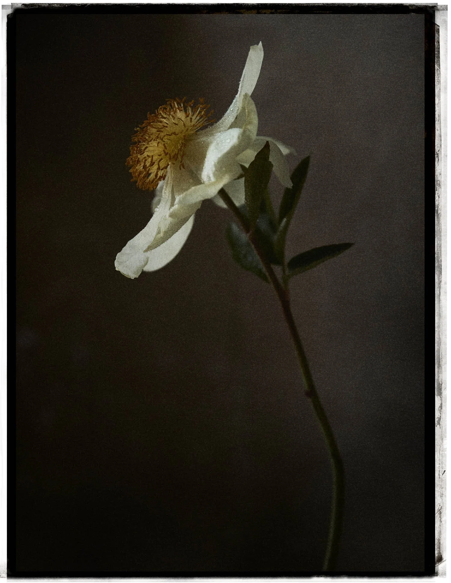 Richard Phibbs - Fine Art - Flowers — RICHARD PHIBBS FINE ART